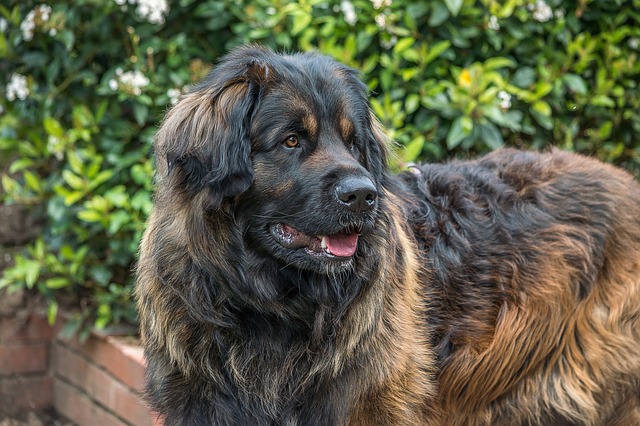 leonberger gigante