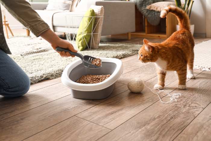 esempio di come pulire lettiera gatto