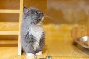 Napoleon Cat immagine 