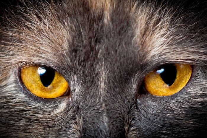 Foto occhi del gatto