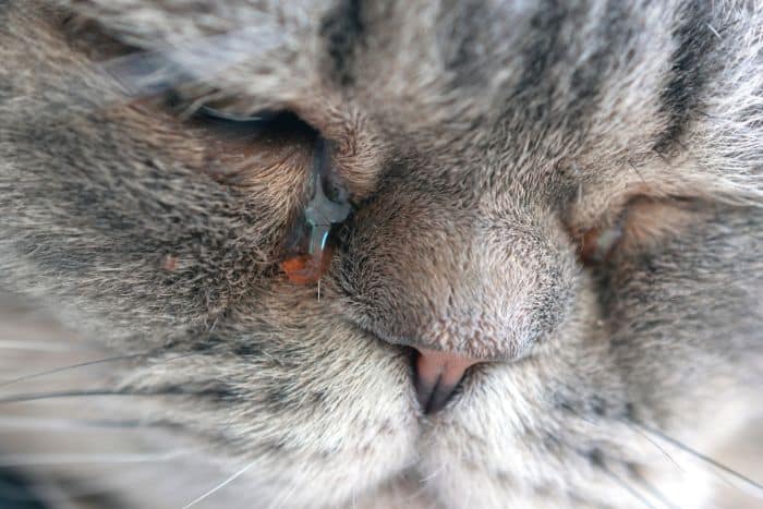 occhio gatto che lacrima