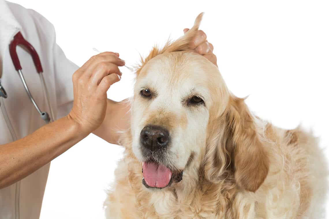 parassiti del cane