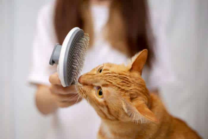 foto di come spazzolare il gatto