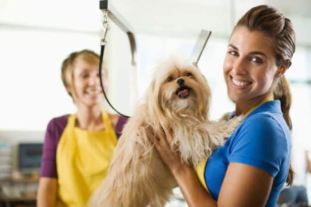 L’importanza della toelettatura per gli animali domestici