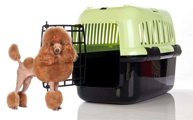 TRASPORTINO PER cane