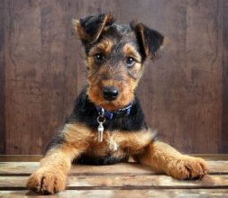 Airedale Terrier: tutte le informazioni su questo cane