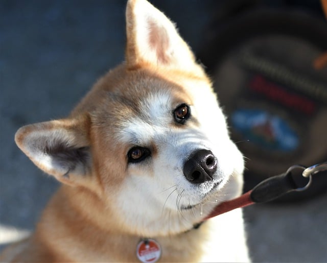 foto di un cane akita inu