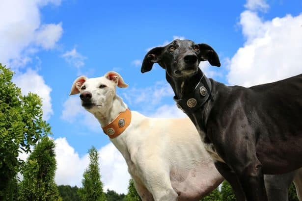 Greyhound: tutto ciò che devi su questa razza