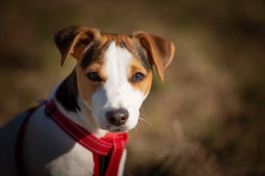 Jack Russell Terrier: tutte le informazioni si questa razza