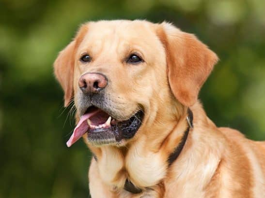 Labrador cuccioli e adulti: tutto ciò che devi sapere