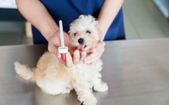 Malattie dei cani di piccola taglia: ecco le più diffuse