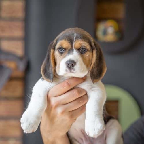 cane beagle