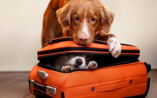 Come viaggiare con il cane in treno, in aereo o in nave: i nostri consigli