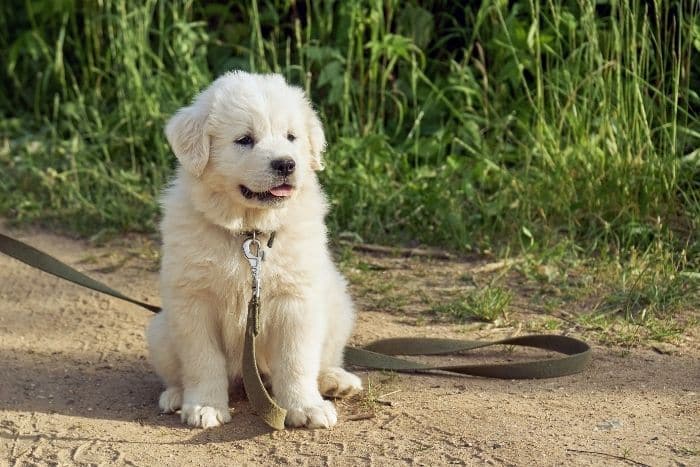foto di un cane da montagna dei pirenei cucciolo