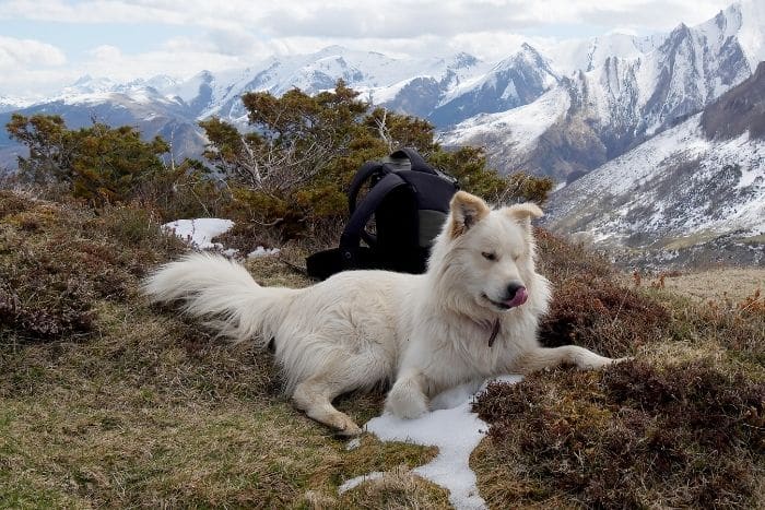 cane da montagna dei pirenei