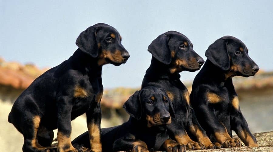 Cane Dobermann foto di cuccioli