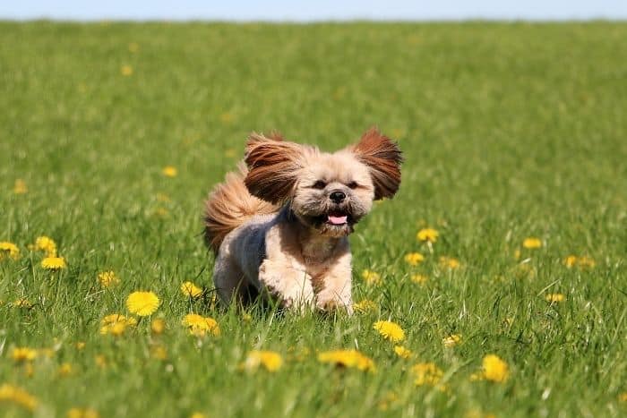 cucciolo di lhasa apso che corre