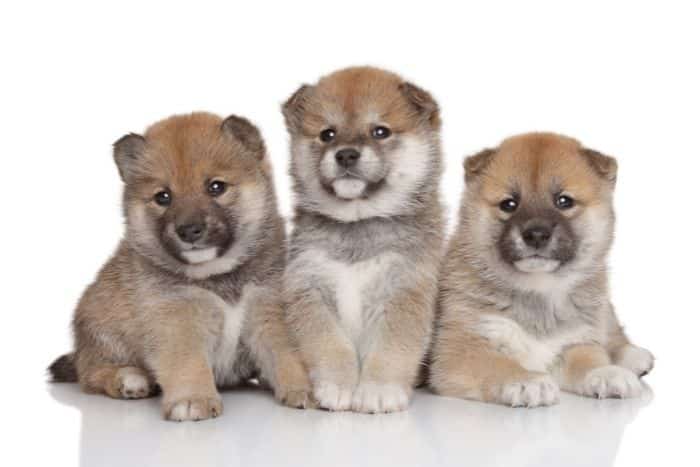 foto di cuccioli di shiba inu