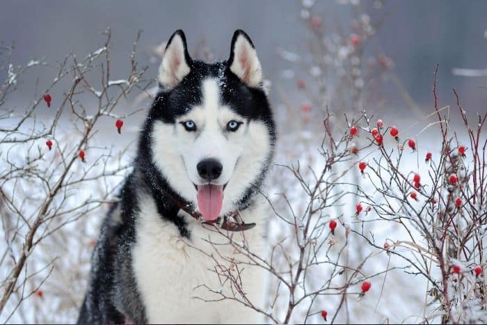 foto di un siberian husky adulto