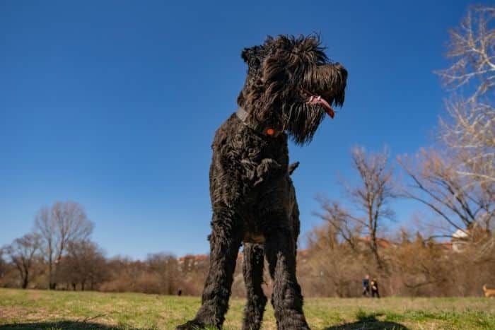 cane terrier nero russo