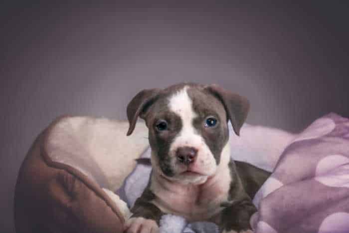 Foto di american pitbull terrier cucciolo