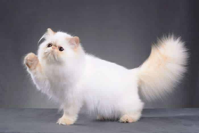 Immagine di gatto persiano bianco