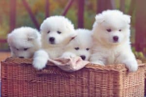 Foto di cuccioli cani tra gli annunci animali