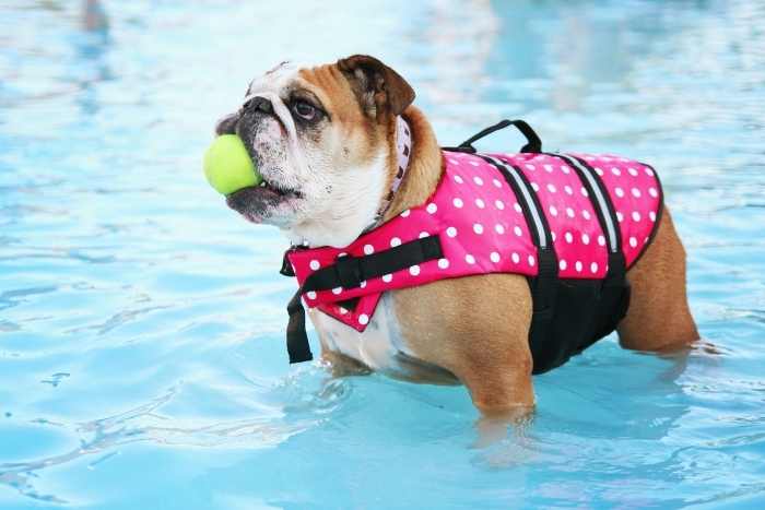 cane dentro a piscine per cani