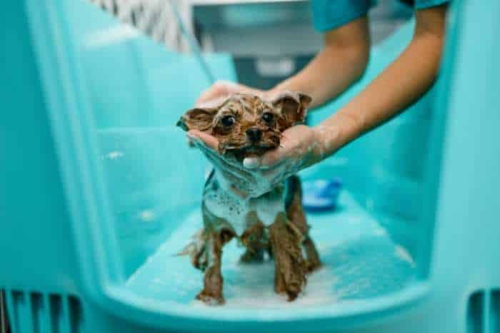 Toelettatore che lava un cane