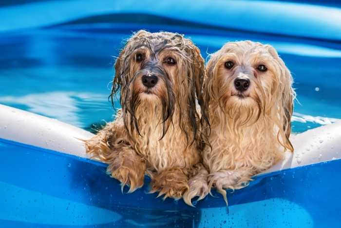 Foto di piscine per cani