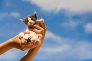 Foto di adozione cuccioli di gatto
