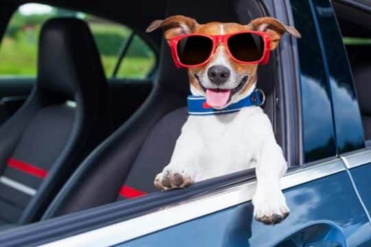 Come viaggiare in auto con il proprio cane in sicurezza