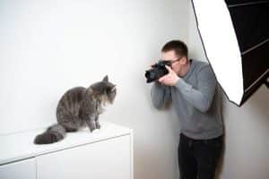 Fotografo gatti