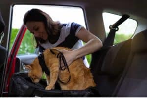 Immagine di gatto nel taxi pet