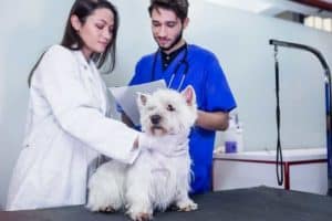 foto di cane in una clinica veterinaria
