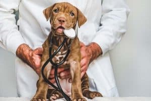 foto di cane presso clinica veterinaria