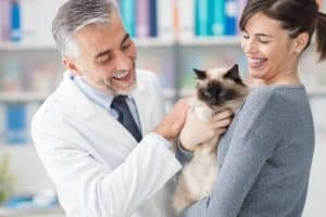 foto di gatto in una clinica veterinaria