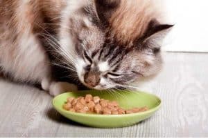 esempio di alimento per gatto