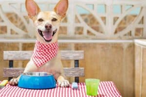 cibo casalingo per cane