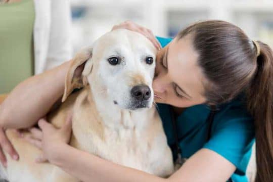 Come prendersi cura della salute del proprio cane: consigli utili