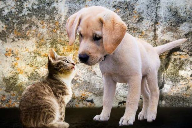 Gatto vs Cane: quale animale domestico fa per te?