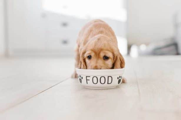 Come scegliere il miglior cibo per il tuo cane