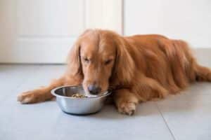 foto di cibo per cane