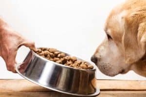 foto cibo per cane taglia grande