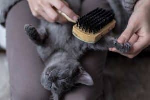 donna che spazzola il gatto