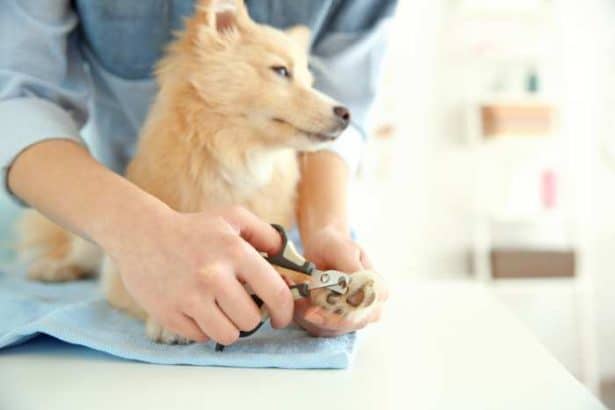 Come tagliare correttamente le unghie al tuo cane