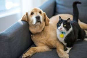 animali domestici: foto di cane e gatto