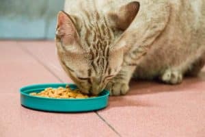 foto miglior cibo per gatti
