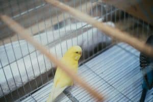 casa per animali: gabbia per uccellini