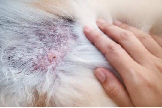 La prevenzione e il trattamento delle malattie negli animali domestici